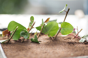 Plant propagation by cuttings and sprouts