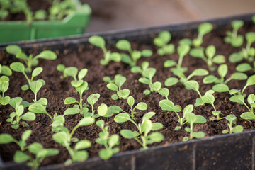 Plant growing in potts and plant cultivation