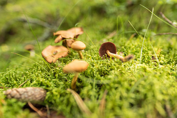 Close up of mushrooms in natural forest setting with soft green background