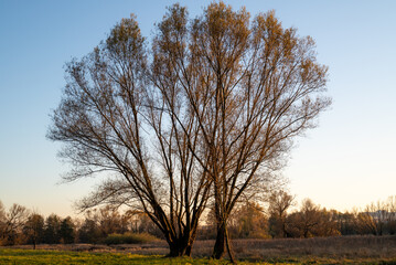 Samotne drzewo © Rafał Sadowski