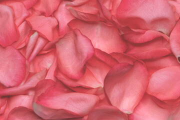 Rosenblätter in rosa/rot, close up