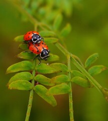 ladybug on a leaf