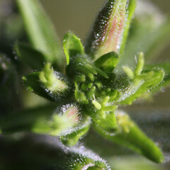 Large-flowered evening primrose ( Oenothera glazioviana ) close-up with dewdrop covered opening bud in the morning