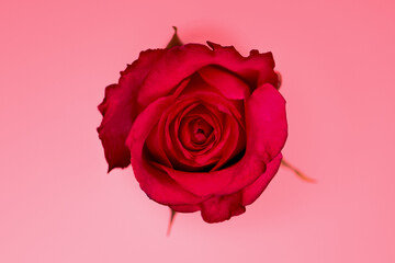 Rote Rose, Hintergrund rosa, close up
