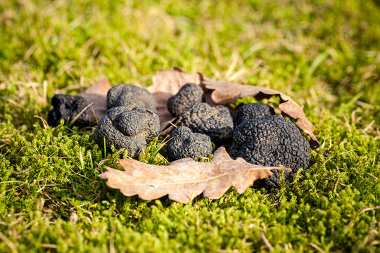 Tuber aestivum truffle mushroom on the moss background with Oak leaves