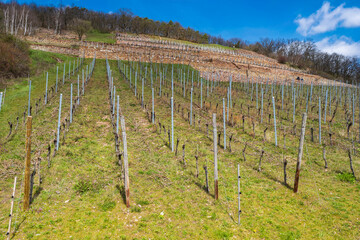 Fototapeta na wymiar View up a vineyard near Rüdesheim am Rhein/Germany in spring 