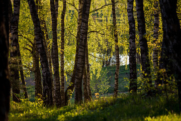 Fototapeta na wymiar Picturesque birch grove on a May day