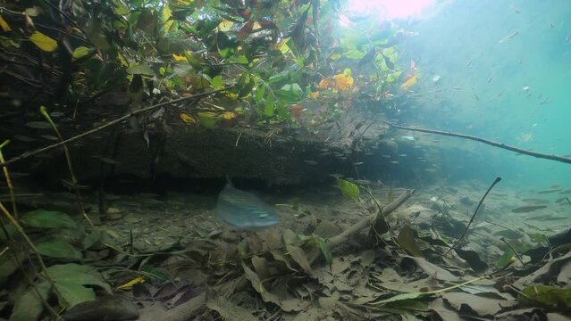 Rainbow trout Oncorhynchus mykiss to attack European minnow Phoxinus phoxinus. Big group of minnows. Underwater river habitat. Freshwater fish swimming in the clean river. Diving in freshwater.