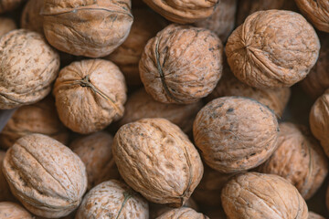 Lot of  walnuts in the pile.Background of fresh walnuts.