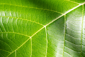Bright green leaf texture background. Fresh natural tropical plant with light spots and shadows macro. Nature pattern. Selective focus. Summer season wallpaper. Horizontal photo.