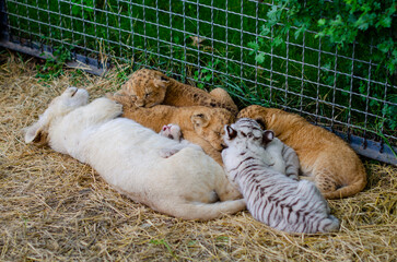 Lion cub, white tiger cub sleep in the zoo