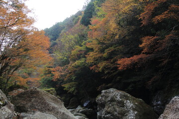 高知県　秋の中津渓谷
