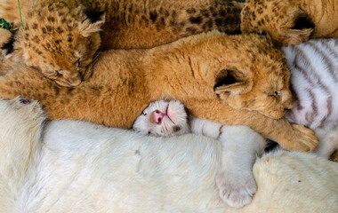 Lion cub, white tiger cub sleep in the zoo close-up.