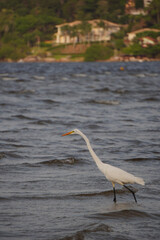 Garza blanca pescando en la laguna