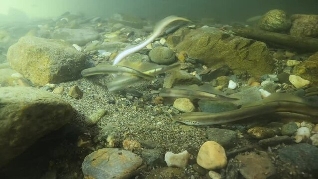 Spawning European brook river lamprey, Underwater footage of Lampetra planeri, frashwater species that exclusively inhabits freshwater environments. Lamprey in the clean mountain river holding gravel.