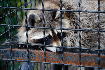 sad raccoon in the zoo behind bars