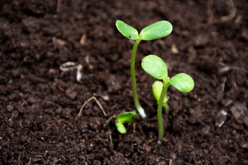 Two sunflower sprouts are grown in the soil with white space on the left-hand side.