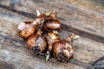 crocus and daffodil bulbs ready for autumn planting
