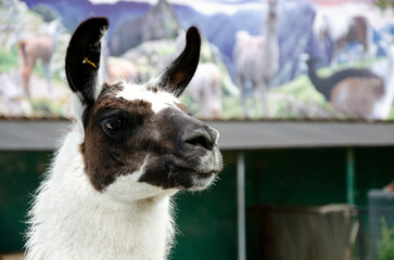 Serios black and white zoo alpaca llama