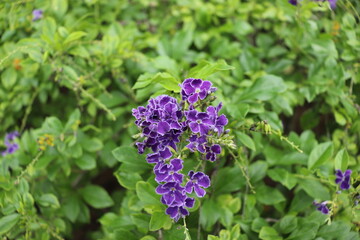 Fototapeta premium purple flowers in the garden