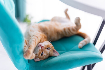 beautiful ginger cat stretching on a velvet blue chair. Sunny weather outside.