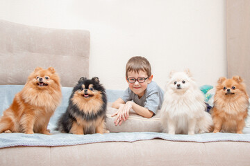 А group of four Pomeranian spitz (pomeranians) wathching TV with small boy together.