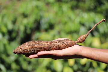 Cassava or tapioca held in hand after harvesting, Tapioca yield from plant