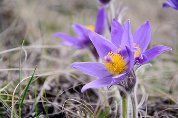 Fototapeta premium Dream grass. First spring purple flowers of dream grass . Wild purple forest flowers. Sleeping Grass. Concept spring background, Easter flowers, Mother's Day, March 8.