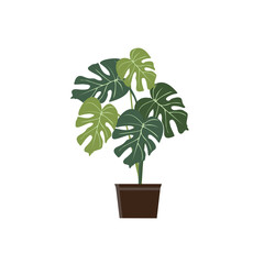 The perforated widow Adansonii monstera vector illustration design is suitable for vector illustration