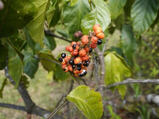 
Guarana shrubs with fruits (Paullinia cupana (syn. P. crysan, P. sorbilis) Maués, Amazon...
