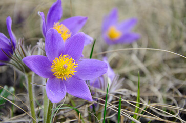 Dream grass. First spring purple flowers of dream grass . Wild purple forest flowers. Sleeping Grass. Concept spring background, Easter flowers, Mother's Day, March 8.