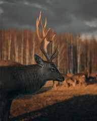 Portrait of a red deer on the background of the forest