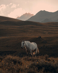 beautiful white horse grazes against the backdrop of high mountains
