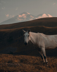 beautiful white horse grazes against the backdrop of high mountains