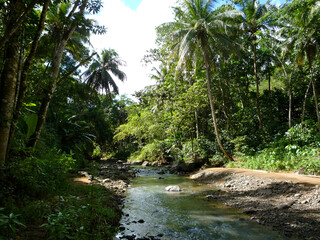 Panoramic view beautiful scenic nature landscape evergreen lush rainforest jungle vegetation with...