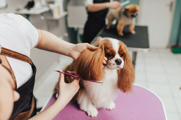 Cavalier King Charles Spaniel and Pomeranian dog at grooming salon. Animal care concept.