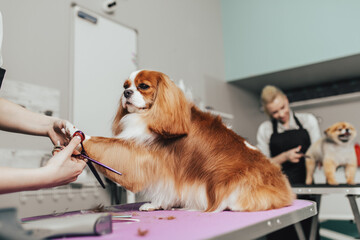Cavalier King Charles Spaniel and Pomeranian dog at grooming salon. Animal care concept.
