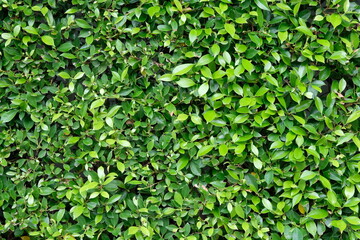 Fototapeta na wymiar green leaves background, texture, backdrop and wallpaper.