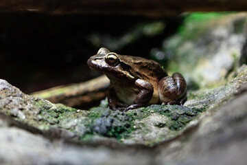 Pacific tree frog . Single frog standing on the tree bark