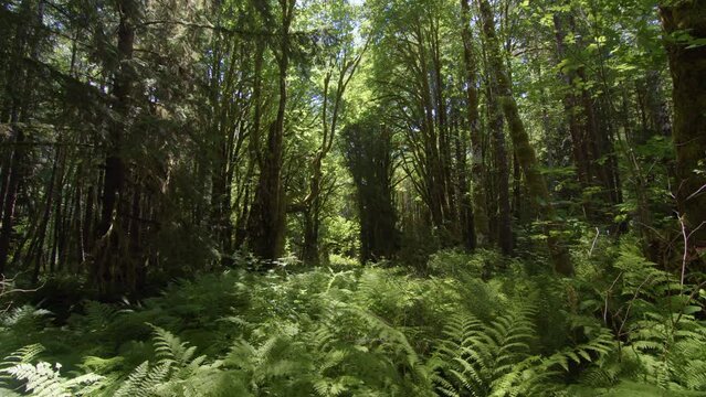 Old-growth tree and rainforest on Vancouver Island Canada, Harris Creek Sitka Spruce Recreation Site
