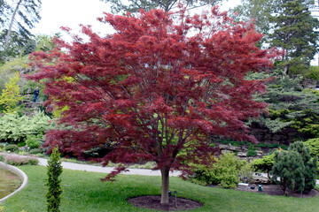 Naklejka premium Canadian maple in the Royal Botanical Garden of Burlington, Ontario