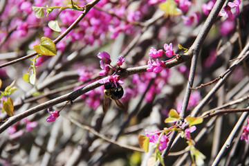 Cherry blossoms in the Toronto Spring Botanical Garden
