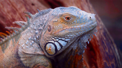 A lizard sits on a tree and waits for its prey