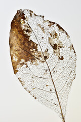 Decomposing leaf resulting in leaf skeleton, white background