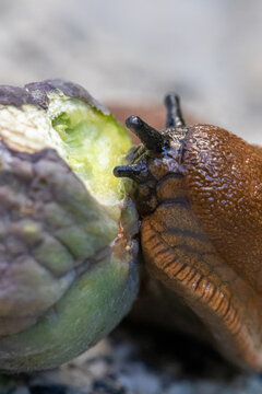 Spanische Wegschnecke frisst Feige
