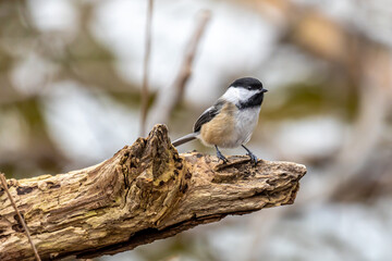 Pretty Little Chickadee