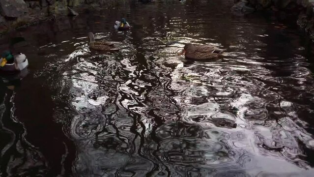 Wild ducks in the autumn pond.