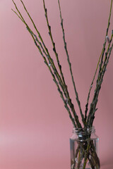 A blossoming willow stands in a jar of water on a pink background.