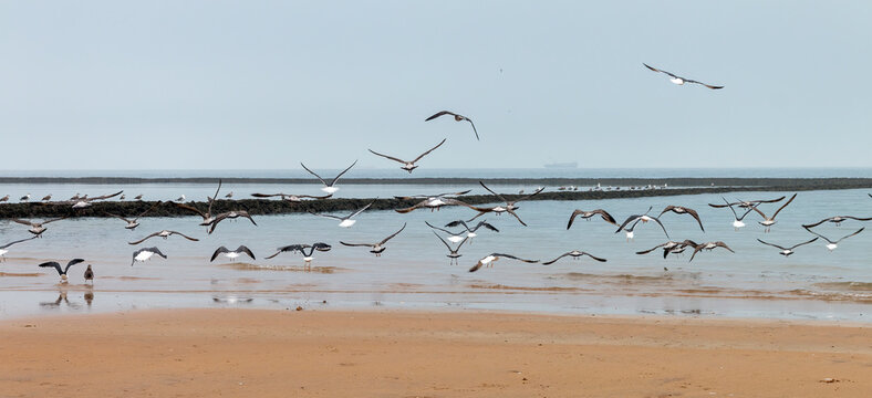 Seagulls on the beach