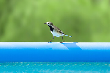 The wagtail bird (Motacilla alba) walks on the pool. Funny behavior of a small bird. Blurred vegetable background.